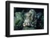 Honeycomb Trunkfish-Hal Beral-Framed Photographic Print
