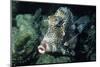 Honeycomb Trunkfish-Hal Beral-Mounted Photographic Print