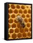 Honeycomb with Bee-null-Framed Stretched Canvas