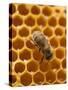 Honeycomb with Bee-null-Stretched Canvas