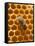 Honeycomb with Bee-null-Framed Stretched Canvas
