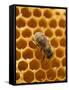 Honeycomb with Bee-null-Framed Stretched Canvas