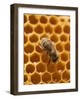 Honeycomb with Bee-null-Framed Photographic Print