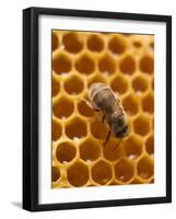 Honeycomb with Bee-null-Framed Photographic Print