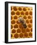 Honeycomb with Bee-null-Framed Photographic Print