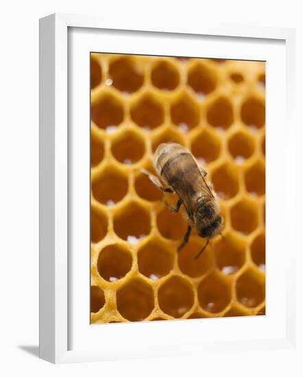 Honeycomb with Bee-null-Framed Photographic Print