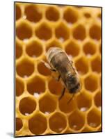 Honeycomb with Bee-null-Mounted Photographic Print