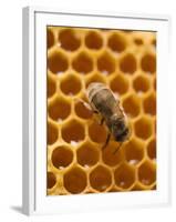 Honeycomb with Bee-null-Framed Photographic Print