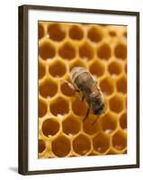 Honeycomb with Bee-null-Framed Photographic Print