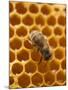 Honeycomb with Bee-null-Mounted Photographic Print