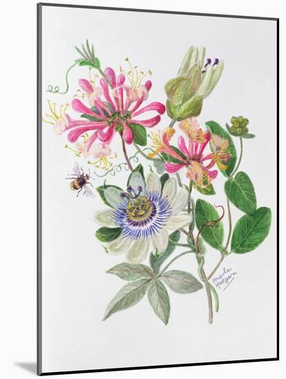 Honeysuckle and Passion Flower-Ursula Hodgson-Mounted Giclee Print