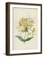 Honeysuckle (Chromolitho)-Frederick Edward Hulme-Framed Giclee Print