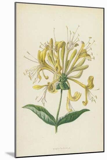 Honeysuckle (Chromolitho)-Frederick Edward Hulme-Mounted Giclee Print