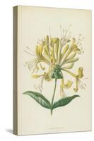 Honeysuckle (Chromolitho)-Frederick Edward Hulme-Stretched Canvas