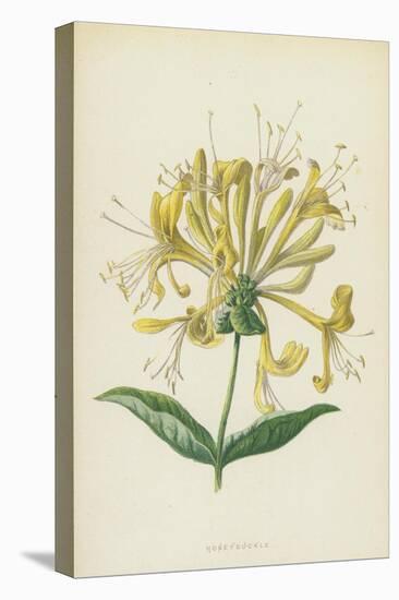 Honeysuckle (Chromolitho)-Frederick Edward Hulme-Stretched Canvas