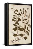 Honeysuckle (Lonicera Periclymenum) by Leonhart Fuchs from De Historia Stirpium Commentarii Insigne-null-Framed Stretched Canvas