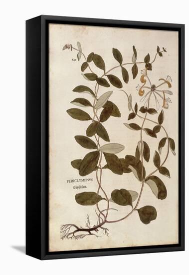Honeysuckle (Lonicera Periclymenum) by Leonhart Fuchs from De Historia Stirpium Commentarii Insigne-null-Framed Stretched Canvas