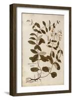 Honeysuckle (Lonicera Periclymenum) by Leonhart Fuchs from De Historia Stirpium Commentarii Insigne-null-Framed Giclee Print