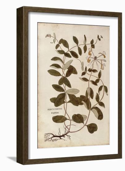 Honeysuckle (Lonicera Periclymenum) by Leonhart Fuchs from De Historia Stirpium Commentarii Insigne-null-Framed Giclee Print