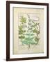 Honeysuckle, Sage and Rose, Illustration from The Book of Simple Medicines by Platearius-Robinet Testard-Framed Giclee Print