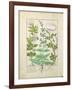 Honeysuckle, Sage and Rose, Illustration from The Book of Simple Medicines by Platearius-Robinet Testard-Framed Giclee Print