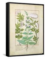 Honeysuckle, Sage and Rose, Illustration from The Book of Simple Medicines by Platearius-Robinet Testard-Framed Stretched Canvas