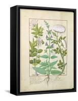 Honeysuckle, Sage and Rose, Illustration from The Book of Simple Medicines by Platearius-Robinet Testard-Framed Stretched Canvas