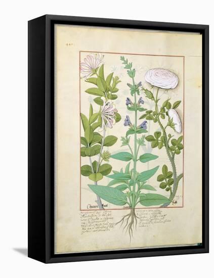 Honeysuckle, Sage and Rose, Illustration from The Book of Simple Medicines by Platearius-Robinet Testard-Framed Stretched Canvas