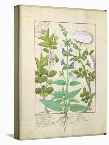Honeysuckle, Sage and Rose, Illustration from The Book of Simple Medicines by Platearius-Robinet Testard-Stretched Canvas