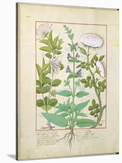 Honeysuckle, Sage and Rose, Illustration from The Book of Simple Medicines by Platearius-Robinet Testard-Stretched Canvas