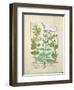 Honeysuckle, Sage and Rose, Illustration from The Book of Simple Medicines by Platearius-Robinet Testard-Framed Giclee Print