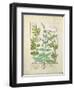 Honeysuckle, Sage and Rose, Illustration from The Book of Simple Medicines by Platearius-Robinet Testard-Framed Giclee Print