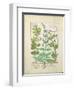 Honeysuckle, Sage and Rose, Illustration from The Book of Simple Medicines by Platearius-Robinet Testard-Framed Giclee Print