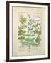 Honeysuckle, Sage and Rose, Illustration from The Book of Simple Medicines by Platearius-Robinet Testard-Framed Giclee Print