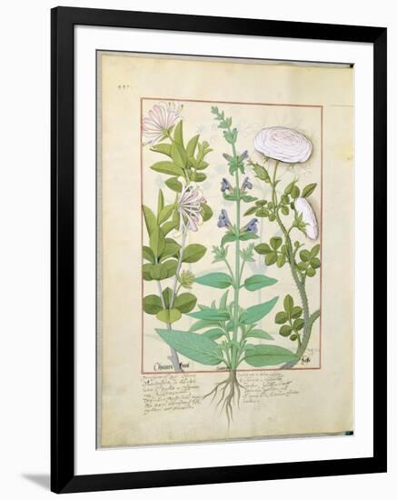 Honeysuckle, Sage and Rose, Illustration from The Book of Simple Medicines by Platearius-Robinet Testard-Framed Giclee Print