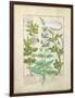 Honeysuckle, Sage and Rose, Illustration from The Book of Simple Medicines by Platearius-Robinet Testard-Framed Giclee Print