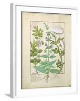 Honeysuckle, Sage and Rose, Illustration from The Book of Simple Medicines by Platearius-Robinet Testard-Framed Giclee Print