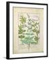 Honeysuckle, Sage and Rose, Illustration from The Book of Simple Medicines by Platearius-Robinet Testard-Framed Giclee Print