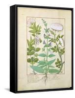 Honeysuckle, Sage and Rose, Illustration from The Book of Simple Medicines by Platearius-Robinet Testard-Framed Stretched Canvas