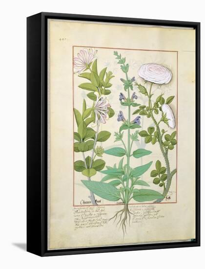 Honeysuckle, Sage and Rose, Illustration from The Book of Simple Medicines by Platearius-Robinet Testard-Framed Stretched Canvas