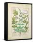 Honeysuckle, Sage and Rose, Illustration from The Book of Simple Medicines by Platearius-Robinet Testard-Framed Stretched Canvas