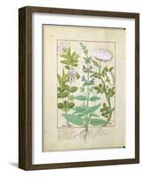 Honeysuckle, Sage and Rose, Illustration from The Book of Simple Medicines by Platearius-Robinet Testard-Framed Giclee Print