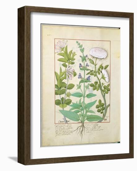 Honeysuckle, Sage and Rose, Illustration from The Book of Simple Medicines by Platearius-Robinet Testard-Framed Giclee Print