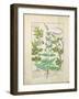 Honeysuckle, Sage and Rose, Illustration from The Book of Simple Medicines by Platearius-Robinet Testard-Framed Giclee Print