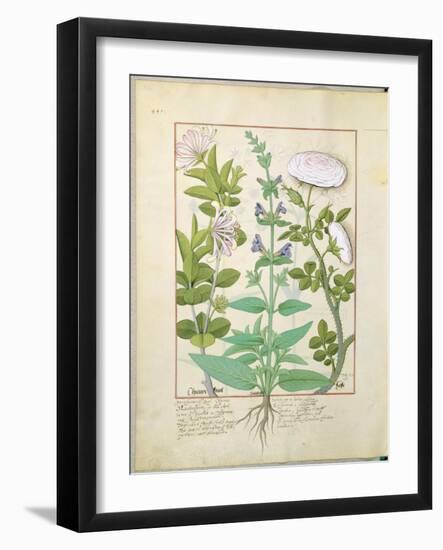 Honeysuckle, Sage and Rose, Illustration from The Book of Simple Medicines by Platearius-Robinet Testard-Framed Giclee Print