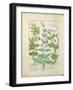 Honeysuckle, Sage and Rose, Illustration from The Book of Simple Medicines by Platearius-Robinet Testard-Framed Giclee Print