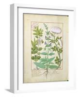 Honeysuckle, Sage and Rose, Illustration from The Book of Simple Medicines by Platearius-Robinet Testard-Framed Giclee Print