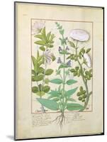 Honeysuckle, Sage and Rose, Illustration from The Book of Simple Medicines by Platearius-Robinet Testard-Mounted Giclee Print