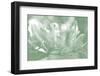 Honeysuckle Summer I-Sharon Chandler-Framed Photographic Print