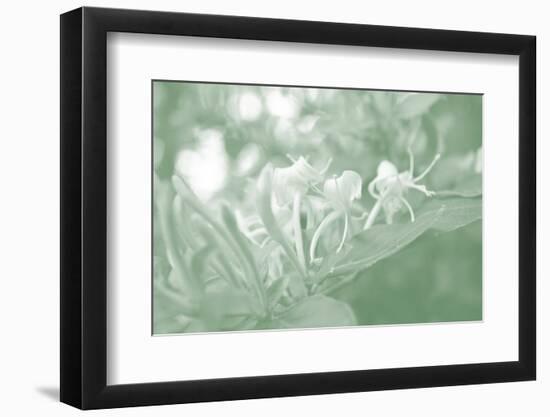 Honeysuckle Summer II-Sharon Chandler-Framed Photographic Print